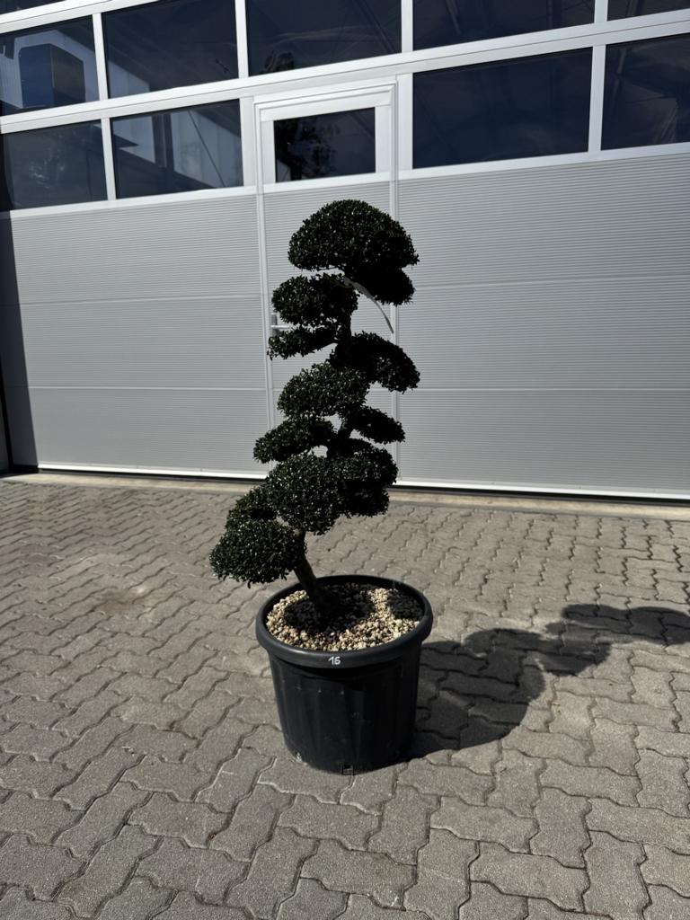 Ilex crenata Bonsai