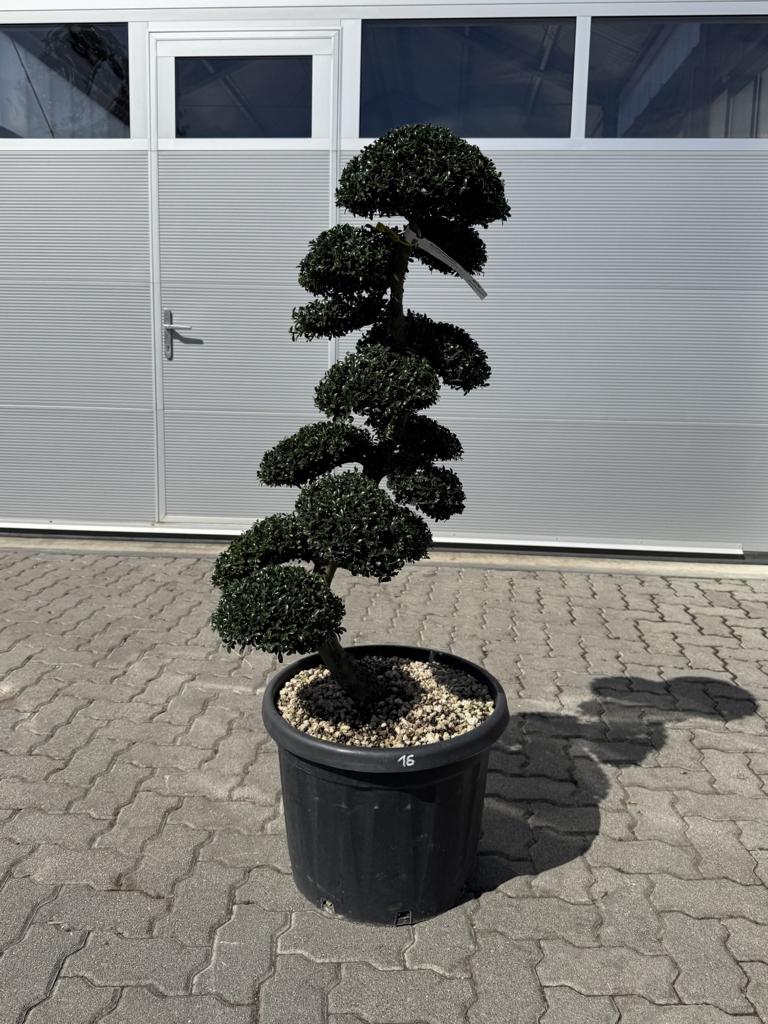 Ilex crenata Bonsai