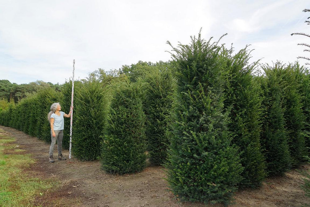 Taxus baccata
