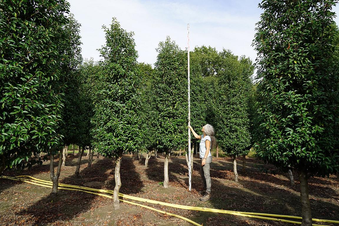 Prunus lusitanica 'Angustifolia' aufgeschnitten