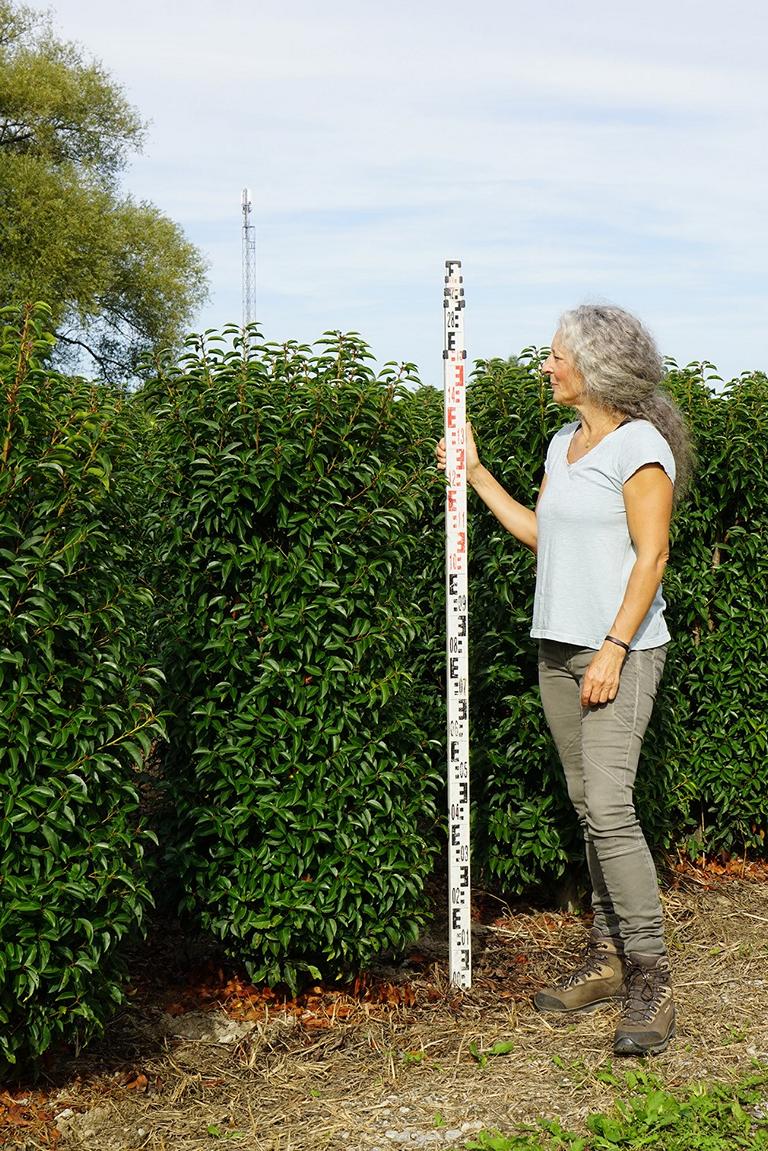 Prunus lusitanica 'Angustifolia'