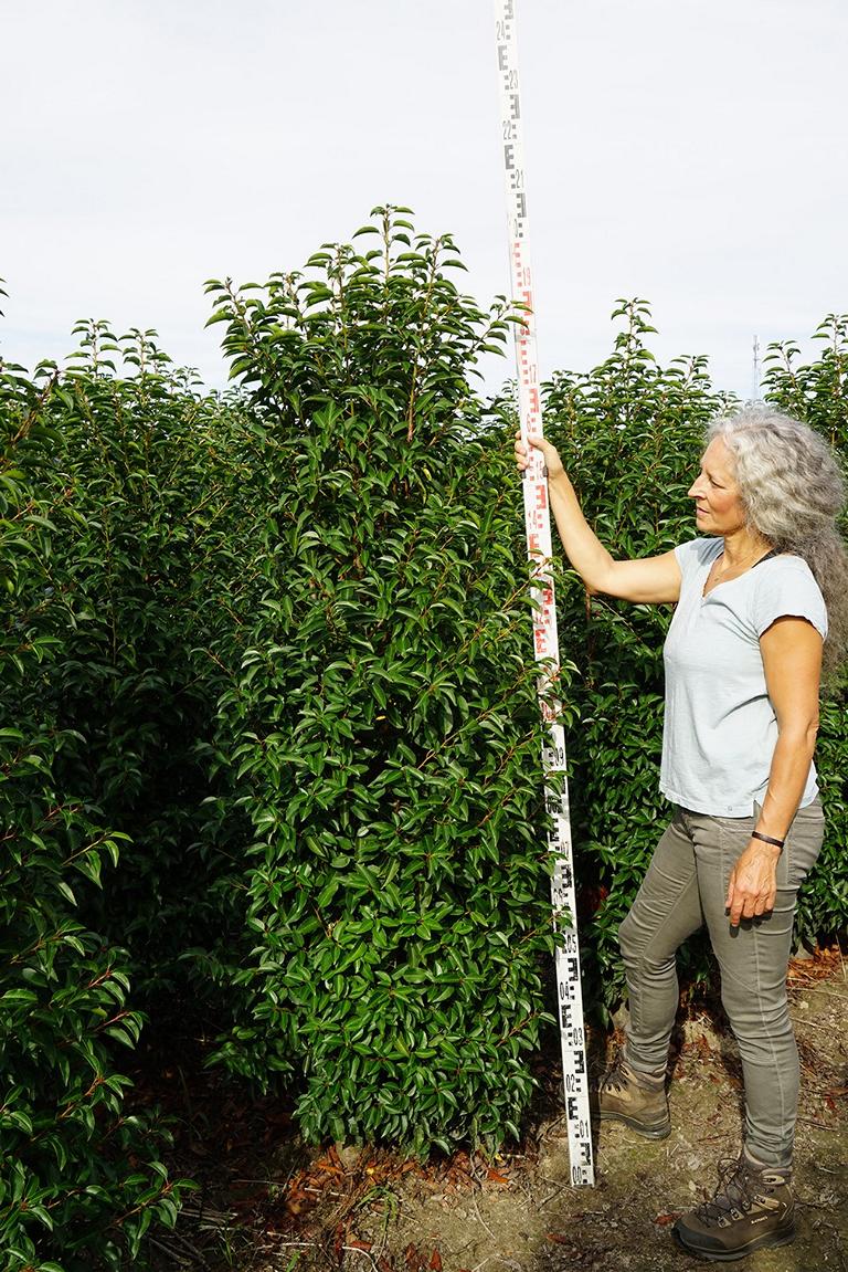 Prunus lusitanica 'Angustifolia'