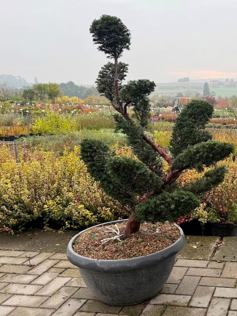 Taxus baccata Bonsai