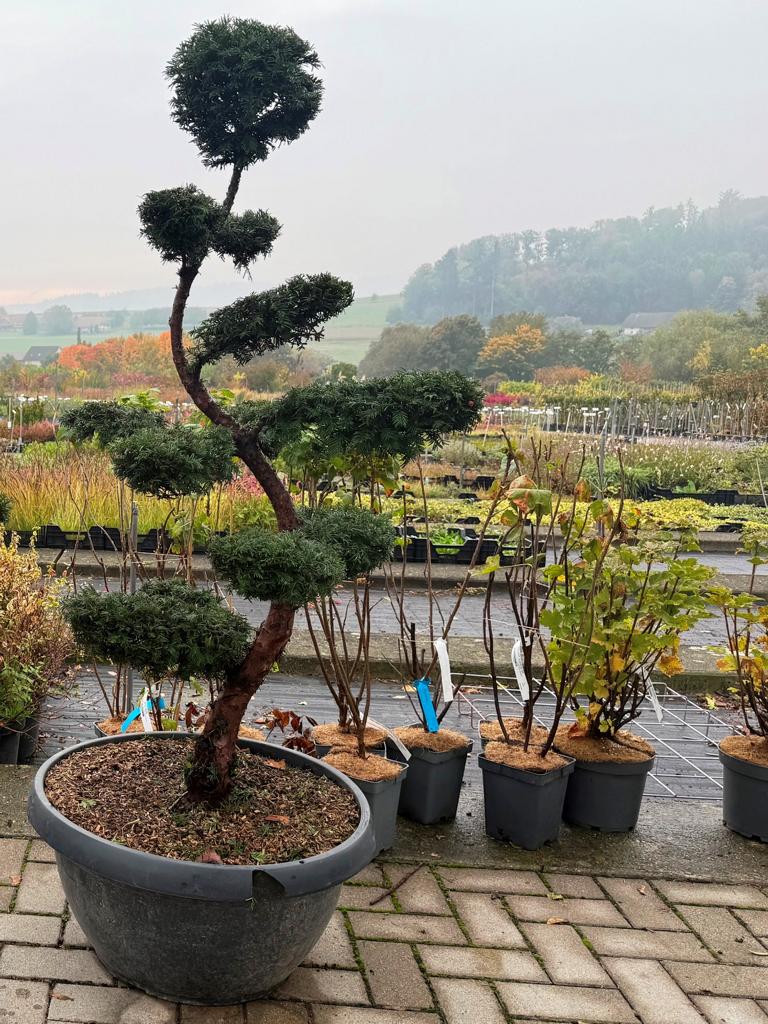 Taxus baccata Bonsai