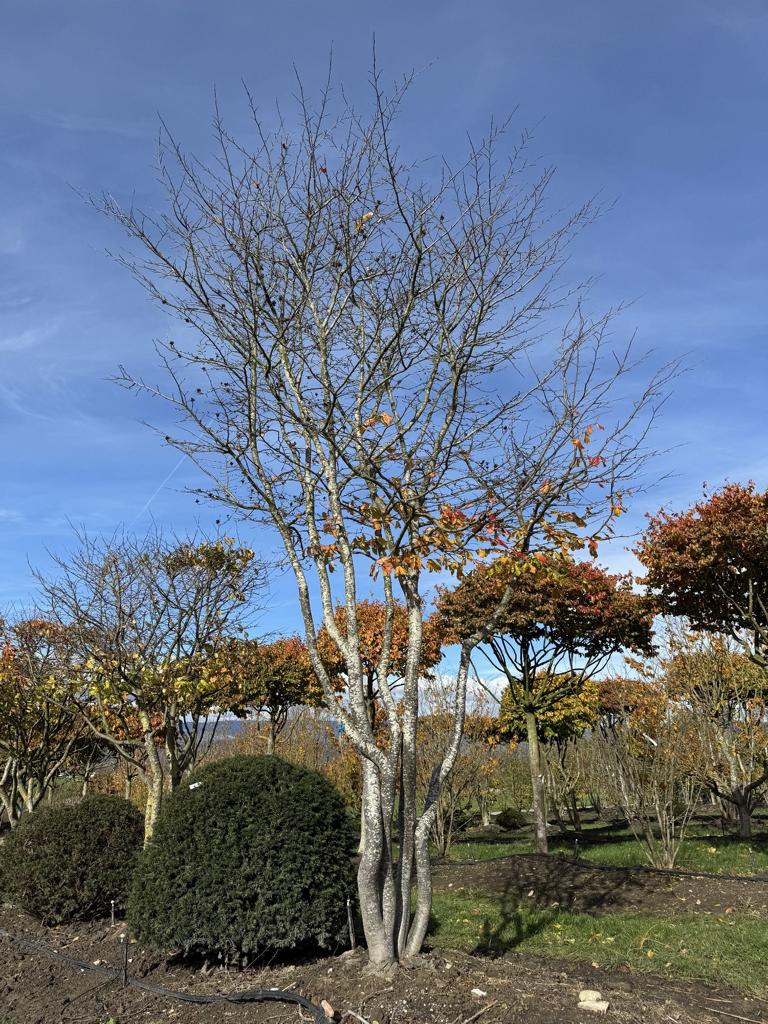 Parrotia persica Schirmform
