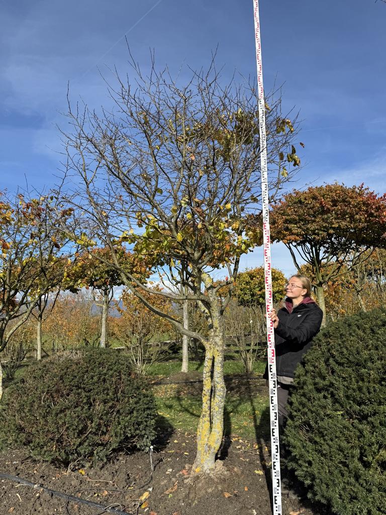 Parrotia persica Schirmform