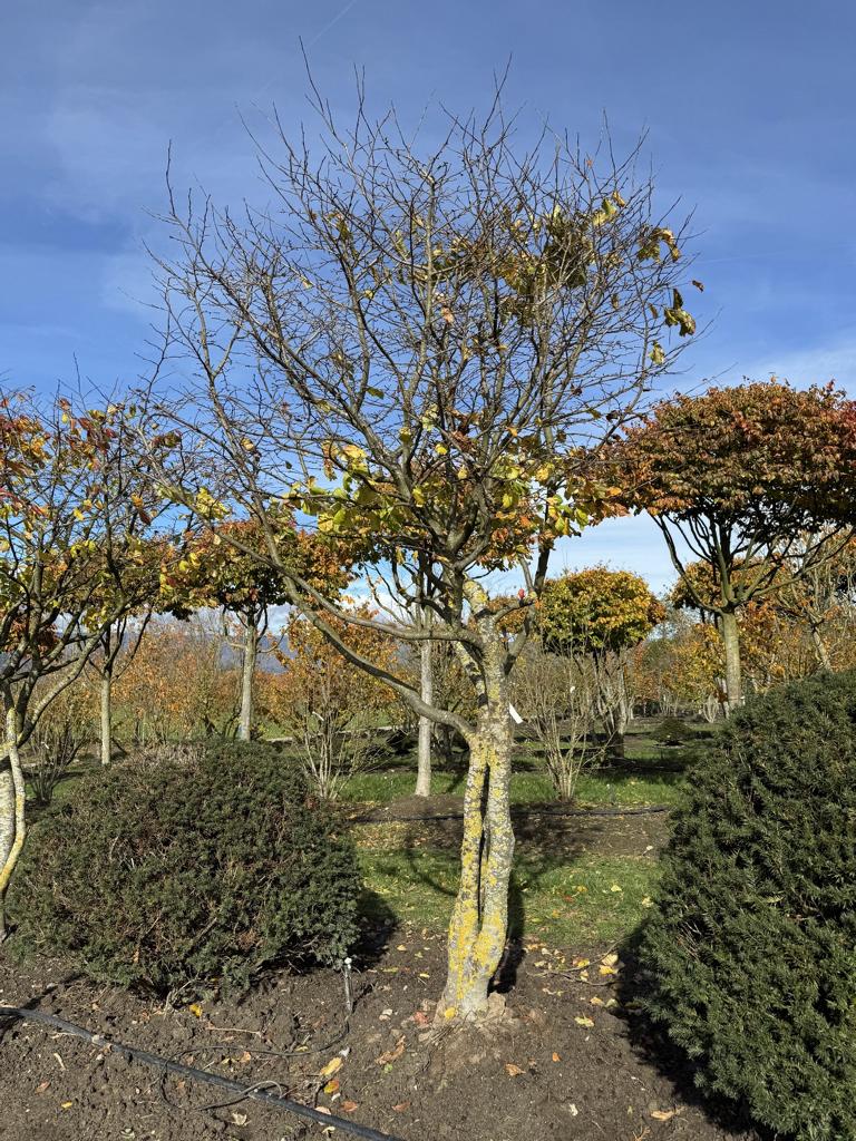 Parrotia persica Schirmform