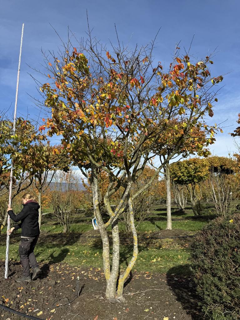 Parrotia persica Schirmform
