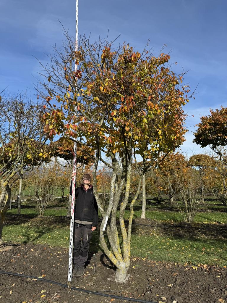 Parrotia persica Schirmform