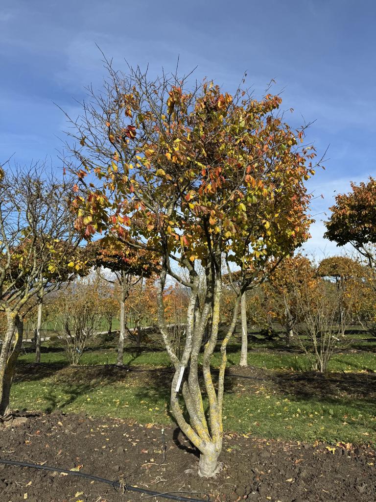 Parrotia persica Schirmform