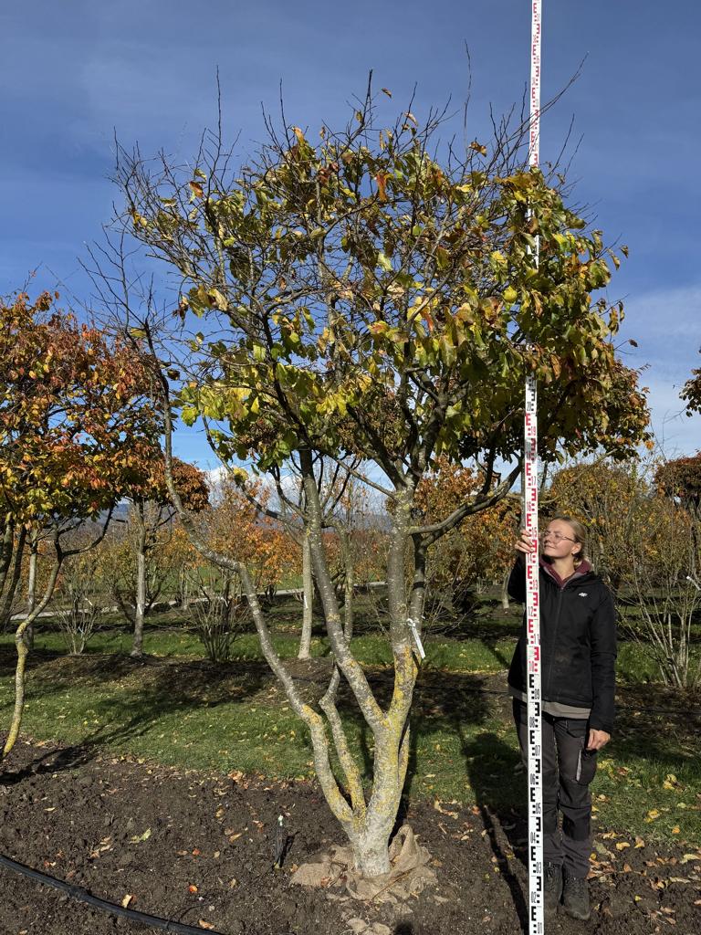 Parrotia persica Schirmform