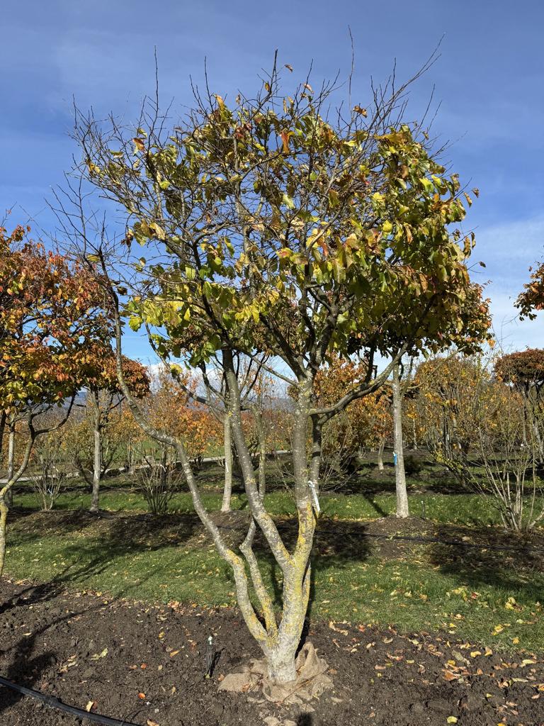 Parrotia persica Schirmform