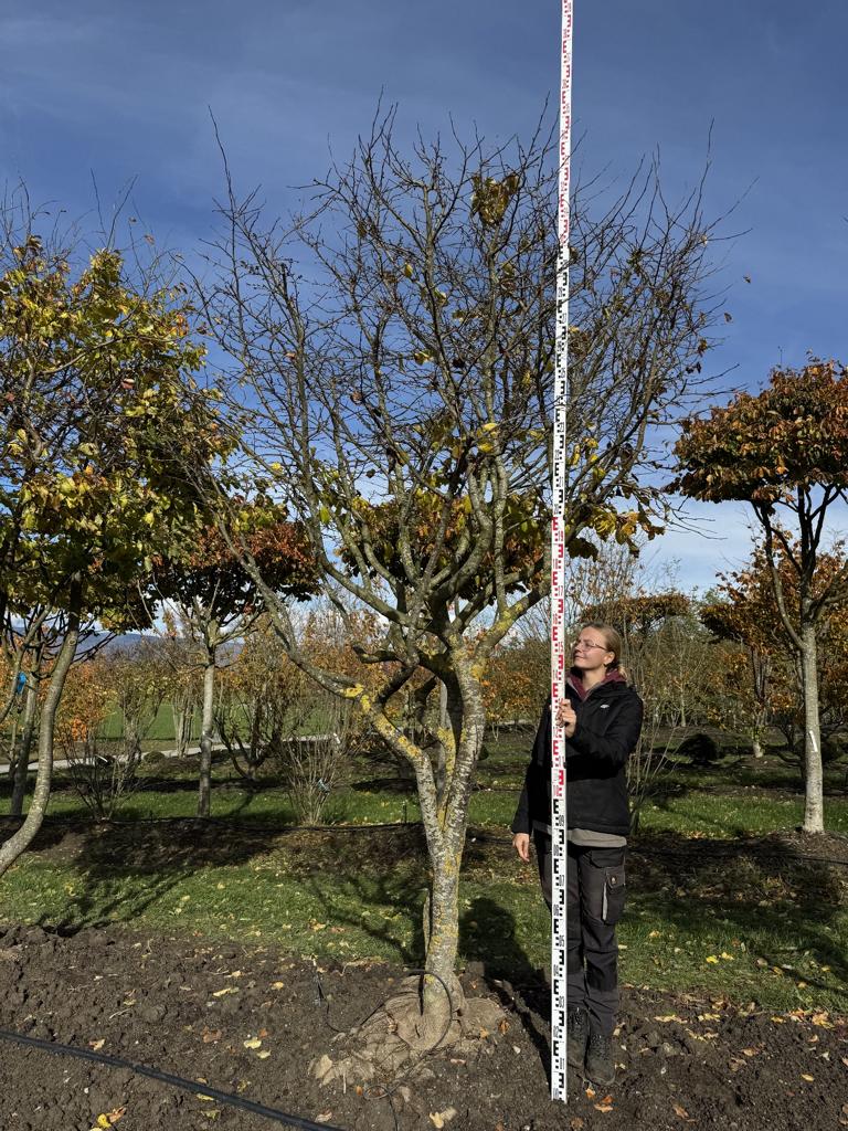 Parrotia persica Schirmform