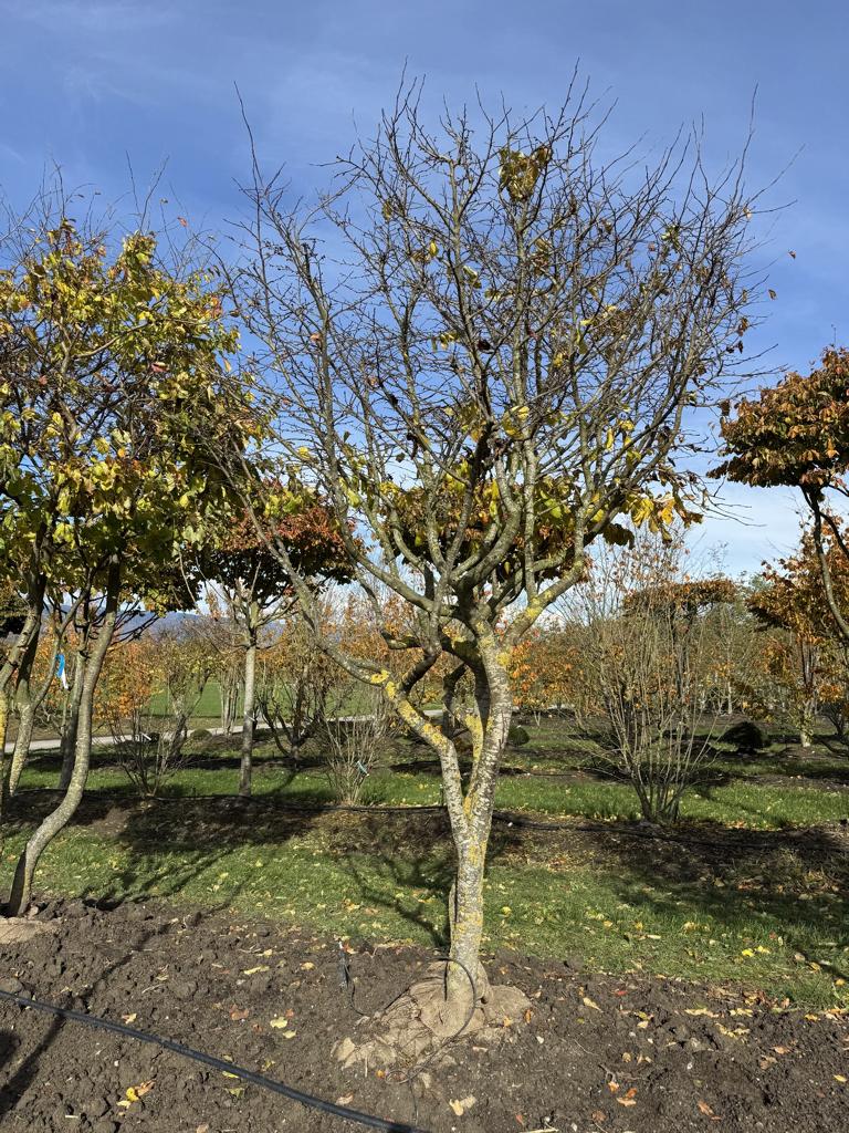 Parrotia persica Schirmform