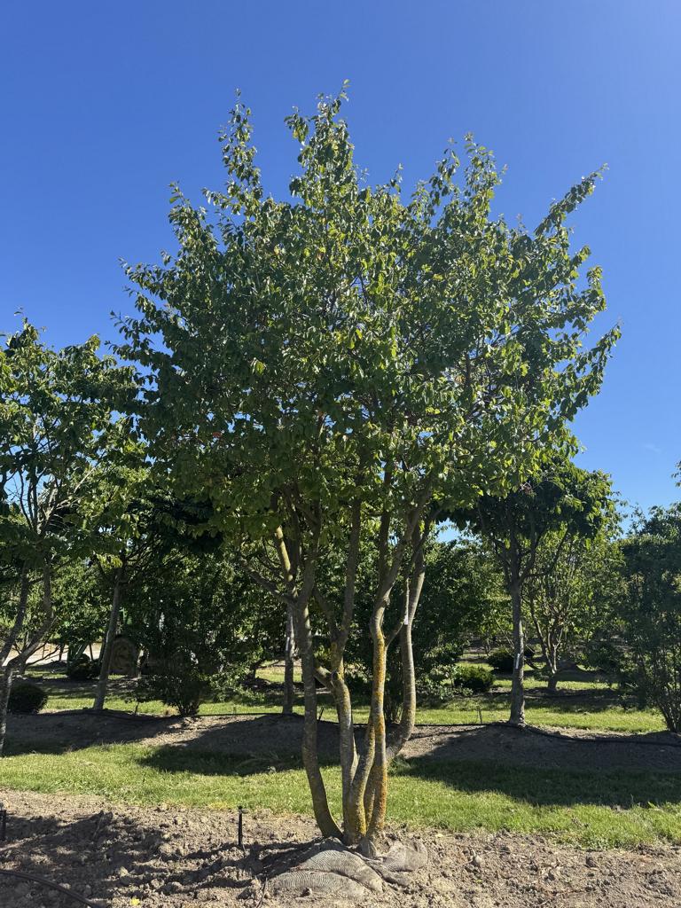 Parrotia persica Schirmform