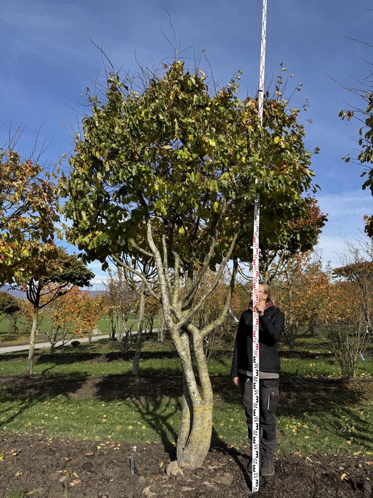 Parrotia persica Schirmform