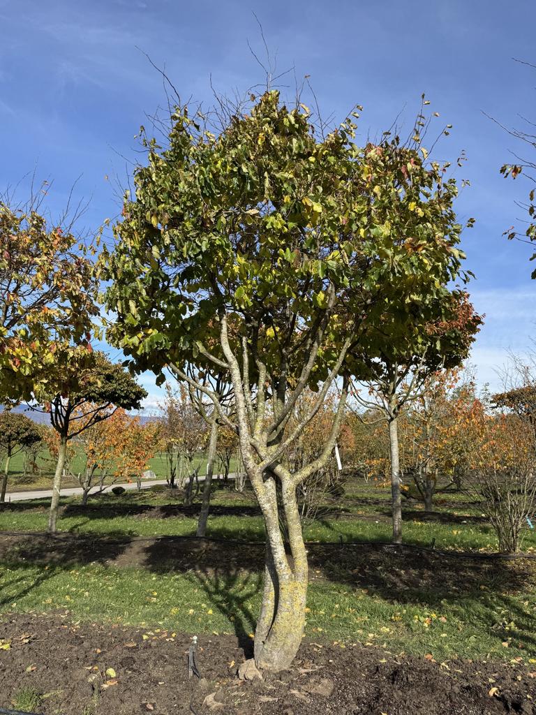 Parrotia persica Schirmform