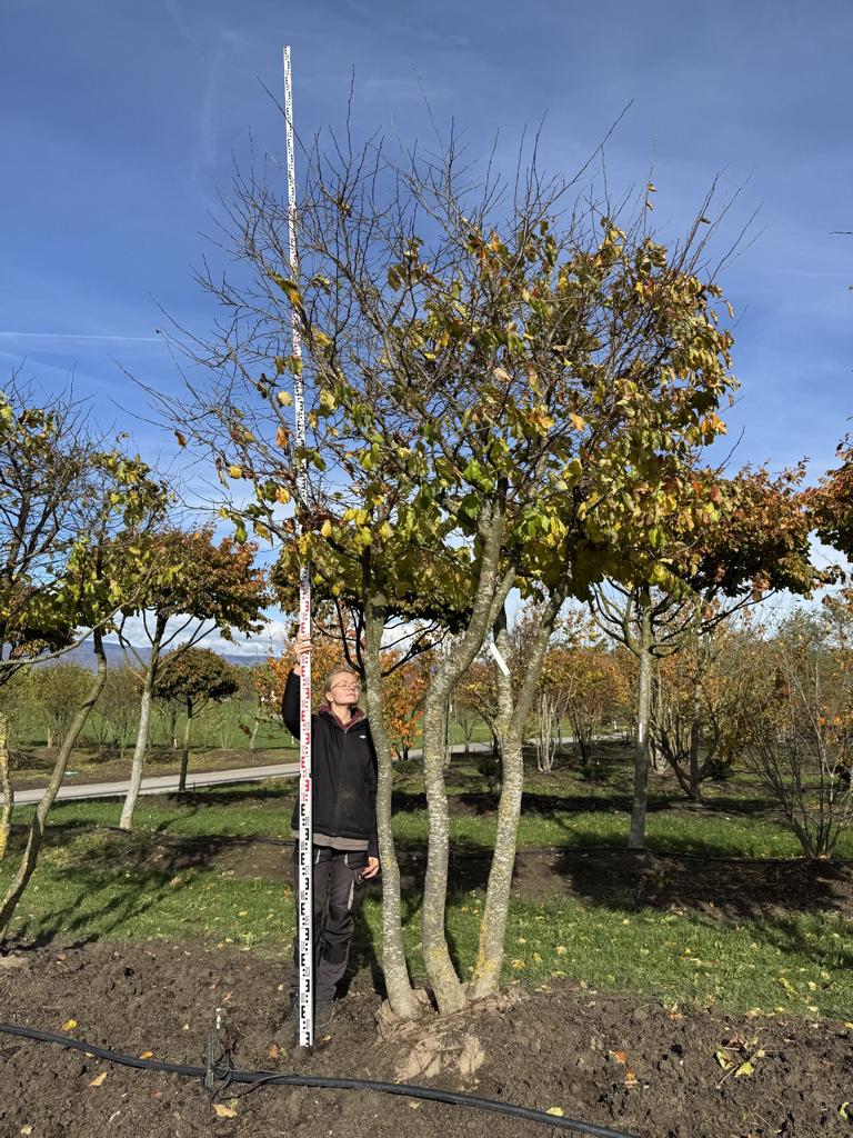 Parrotia persica Schirmform