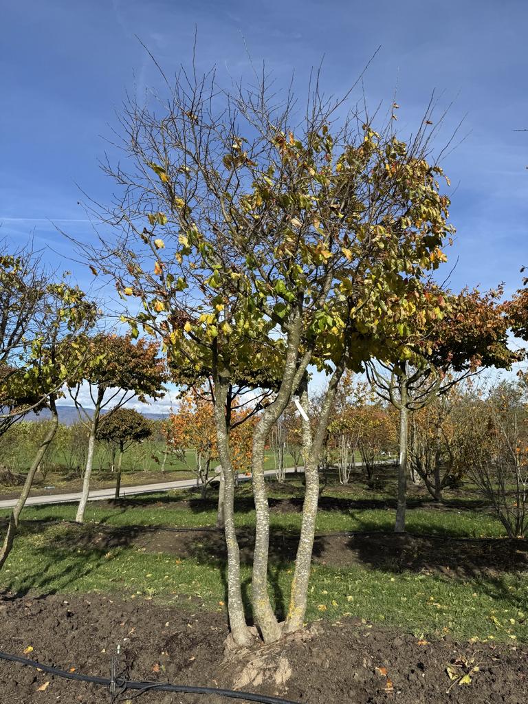 Parrotia persica Schirmform