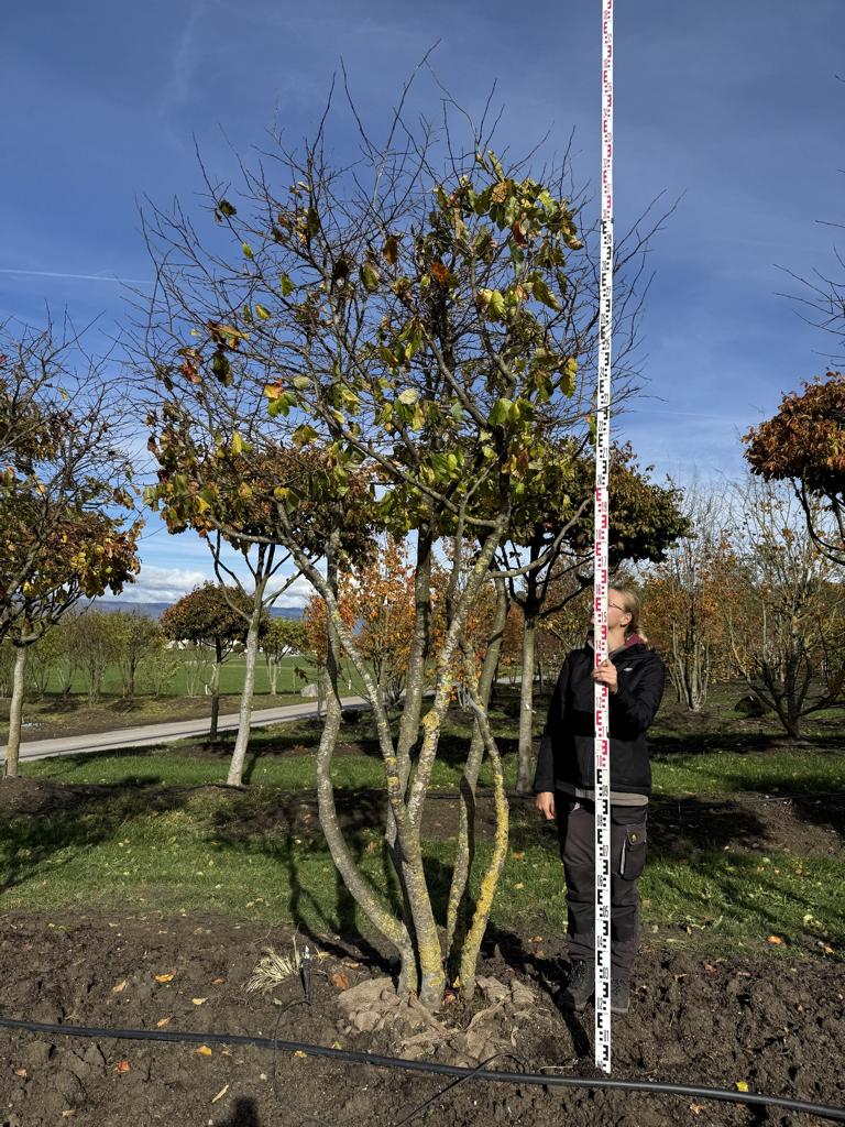 Parrotia persica Schirmform