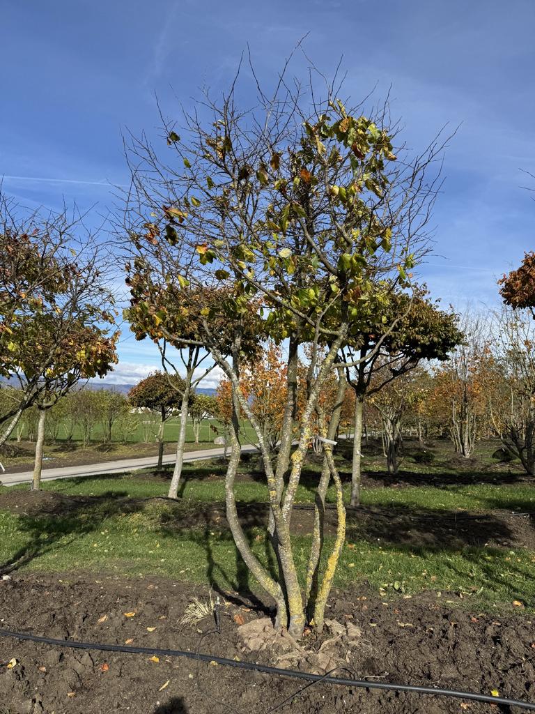 Parrotia persica Schirmform