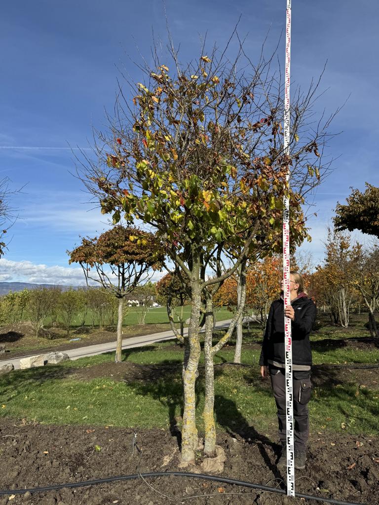 Parrotia persica Schirmform