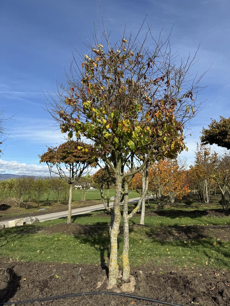 Parrotia persica Schirmform