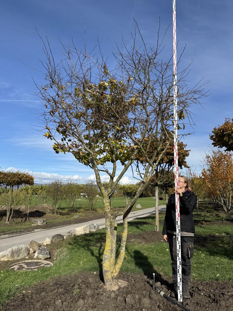 Parrotia persica Schirmform