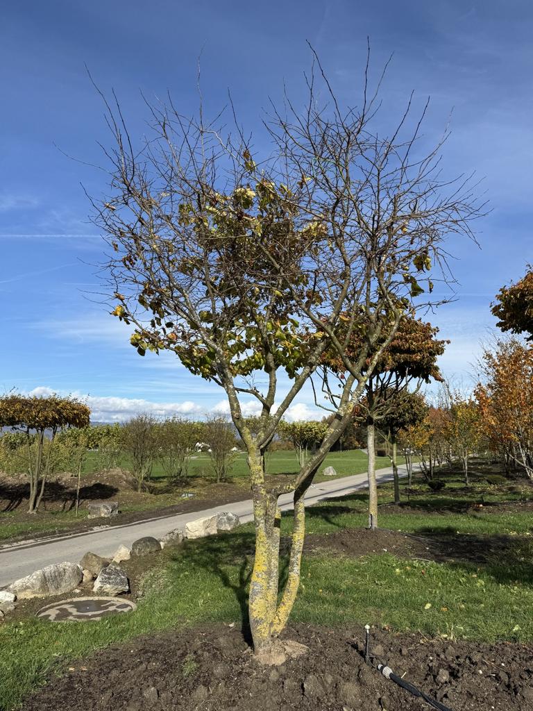 Parrotia persica Schirmform