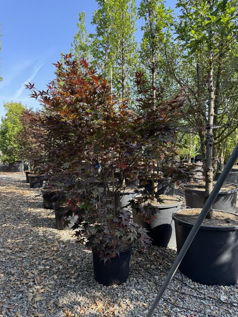 Acer palmatum 'Bloodgood'