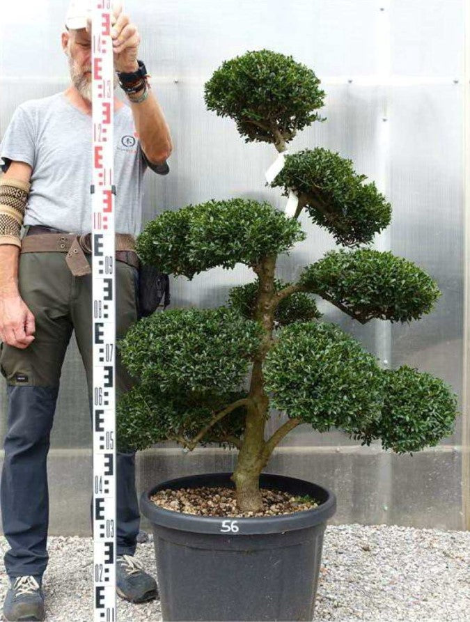 Ilex crenata Bonsai