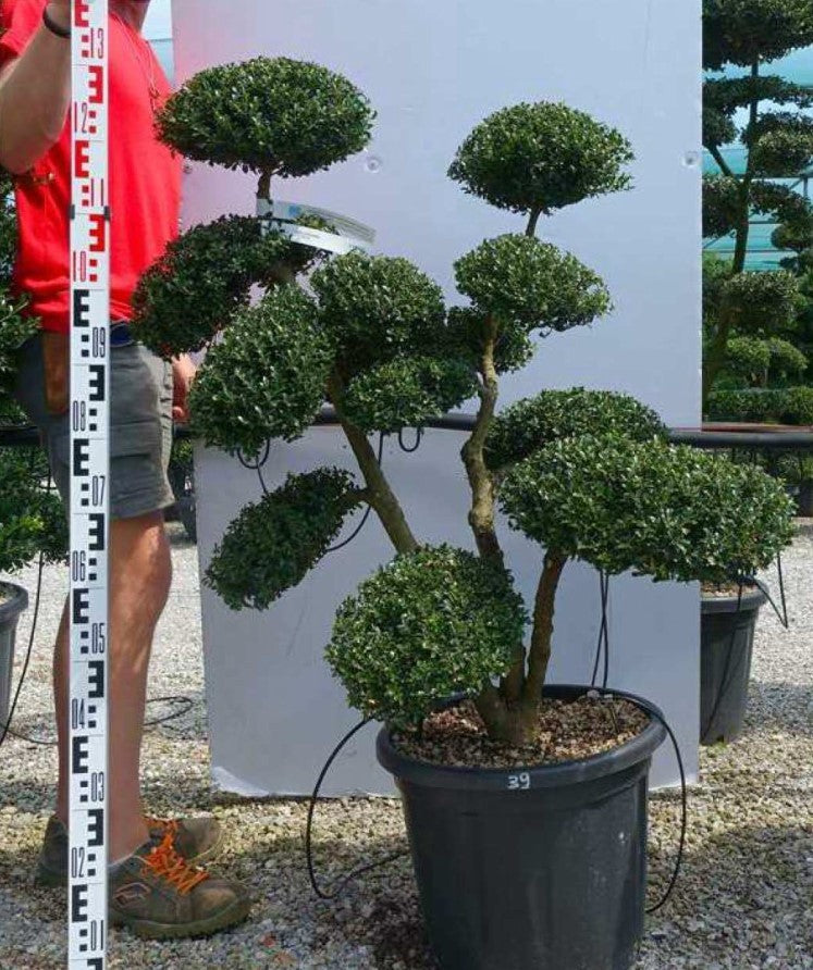 Ilex crenata Bonsai