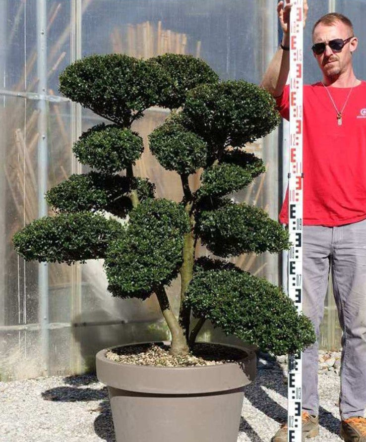 Ilex crenata Bonsai
