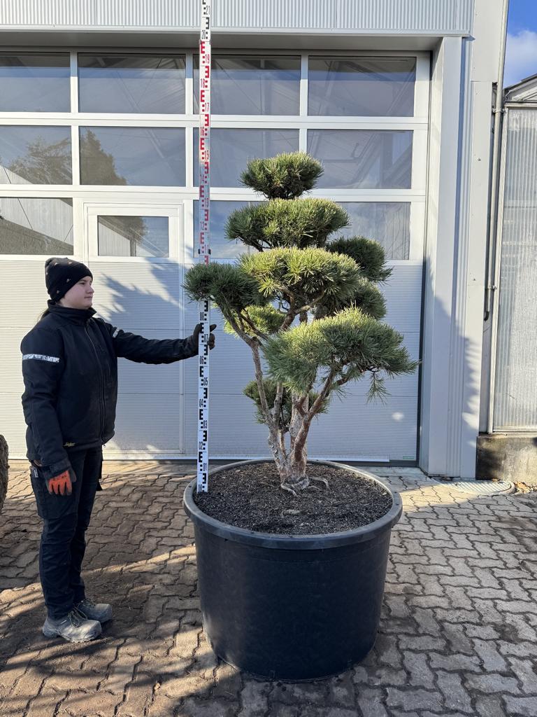 Pinus sylvestris Bonsaiform
