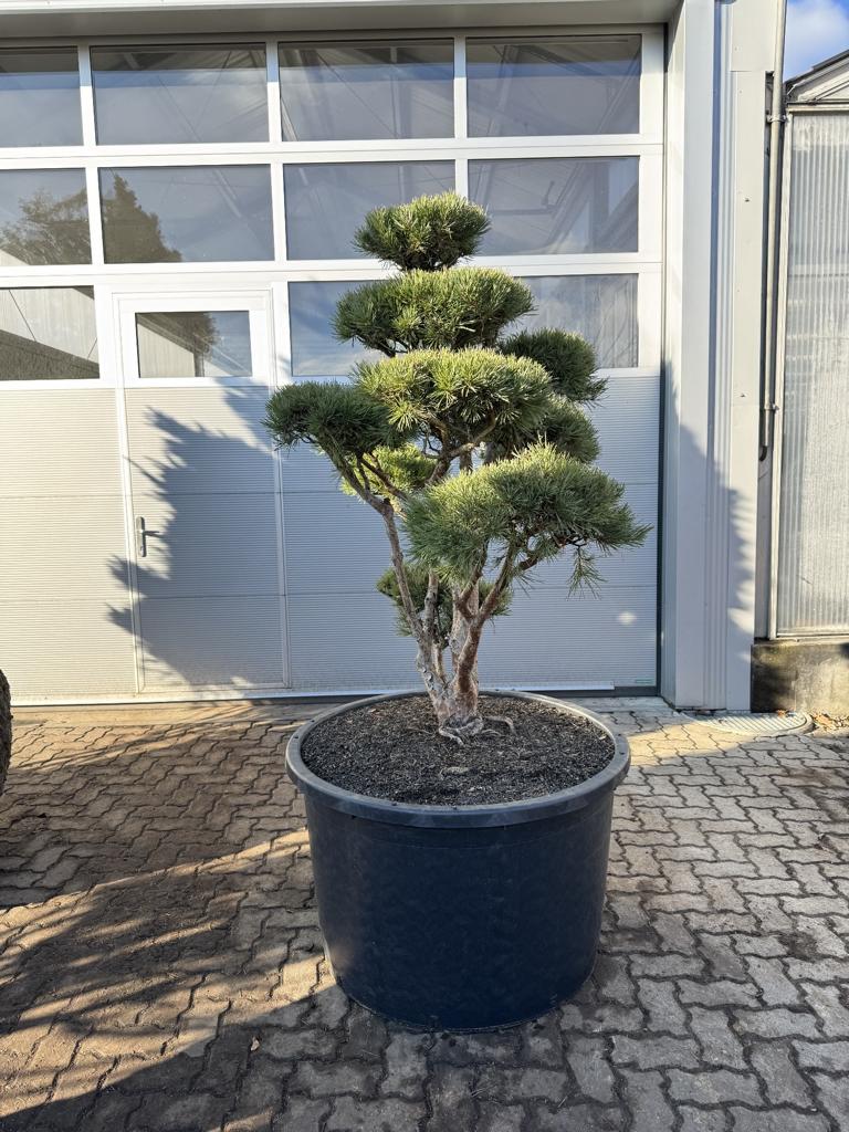 Pinus sylvestris Bonsaiform