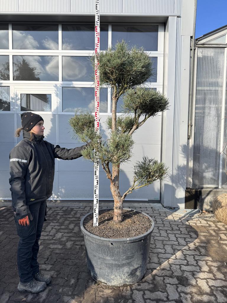 Pinus sylvestris Bonsaiform