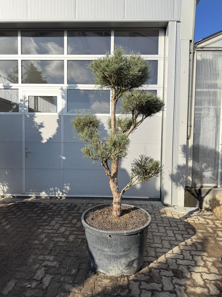 Pinus sylvestris Bonsaiform