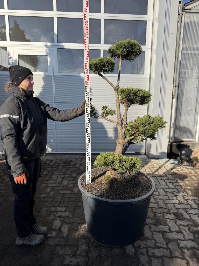 Pinus mugo Bonsaiform Spezial