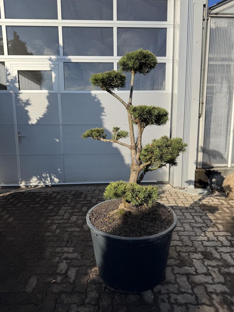 Pinus mugo Bonsaiform Spezial