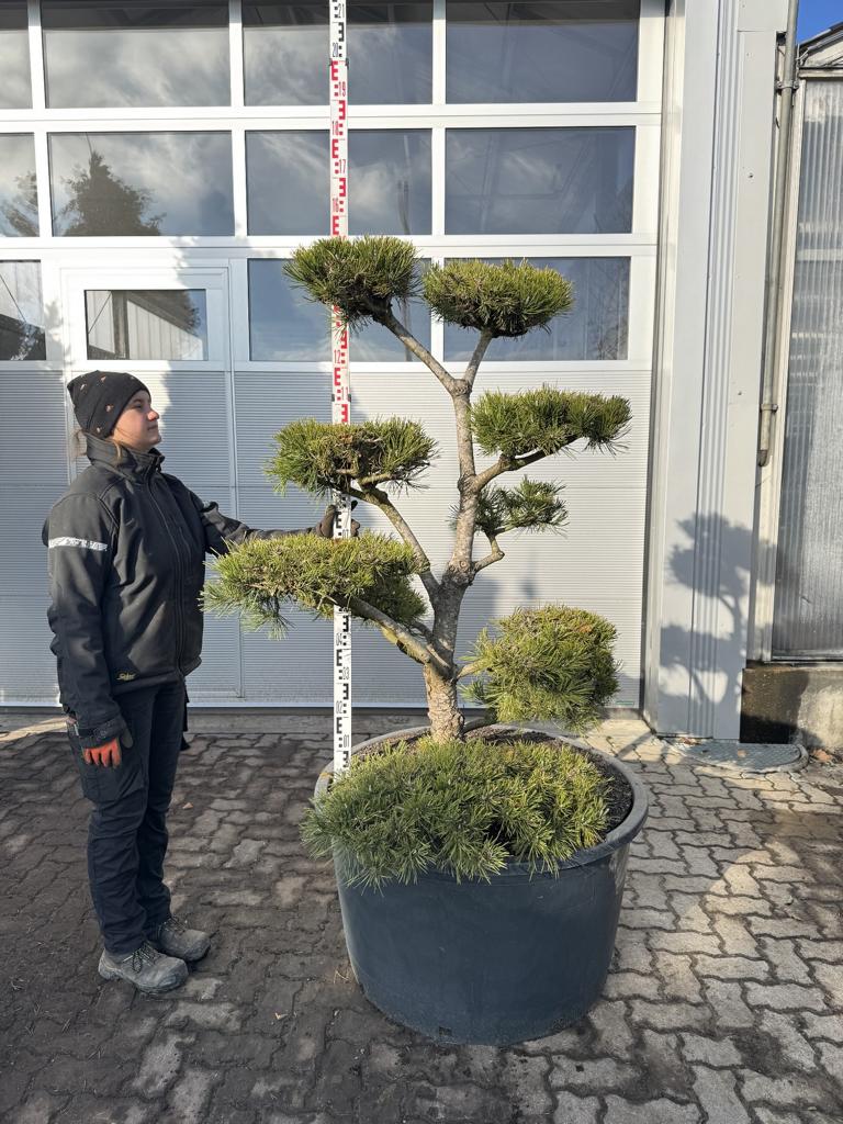 Pinus sylvestris Bonsaiform Spezial