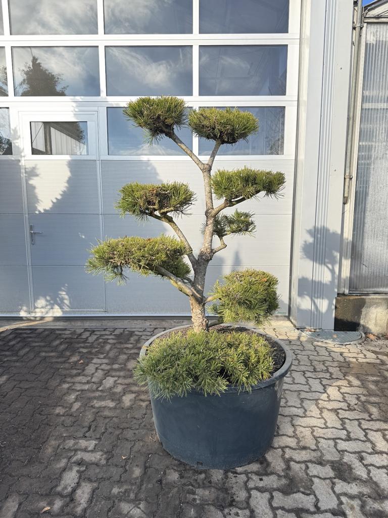 Pinus sylvestris Bonsaiform Spezial