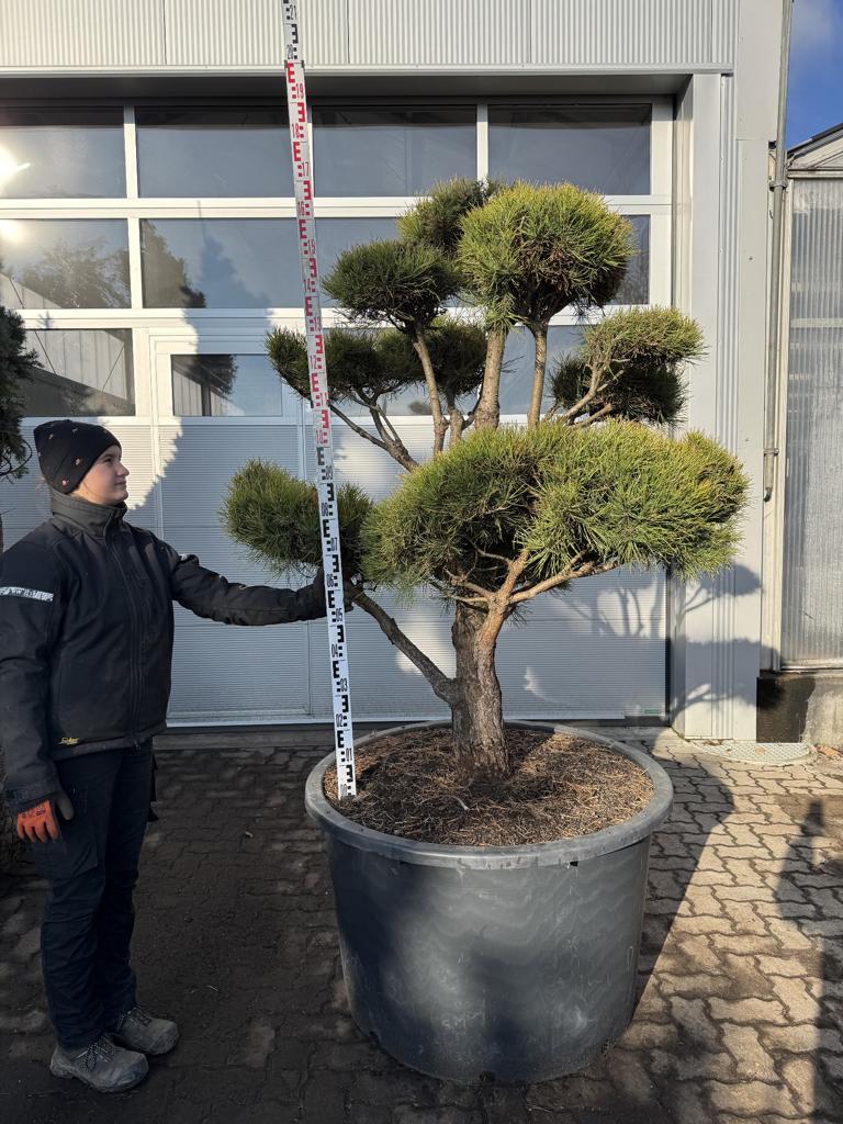 Pinus sylvestris Bonsaiform Spezial