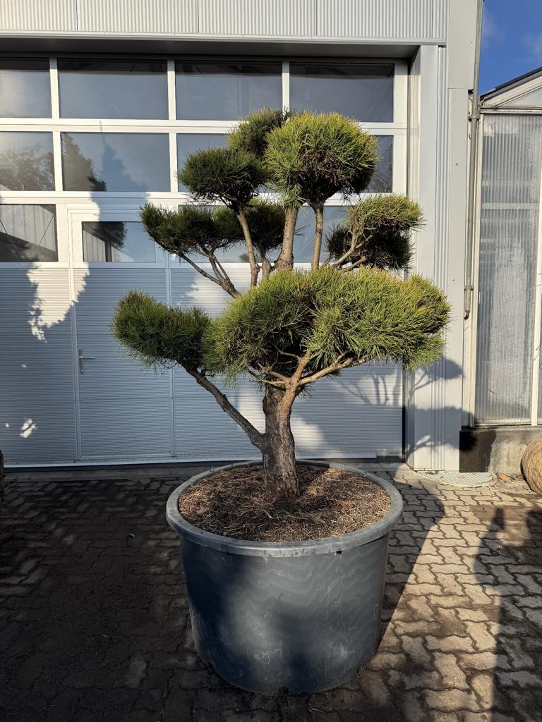 Pinus sylvestris Bonsaiform Spezial