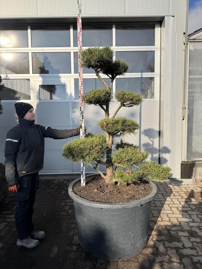 Pinus mugo Bonsaiform Spezial
