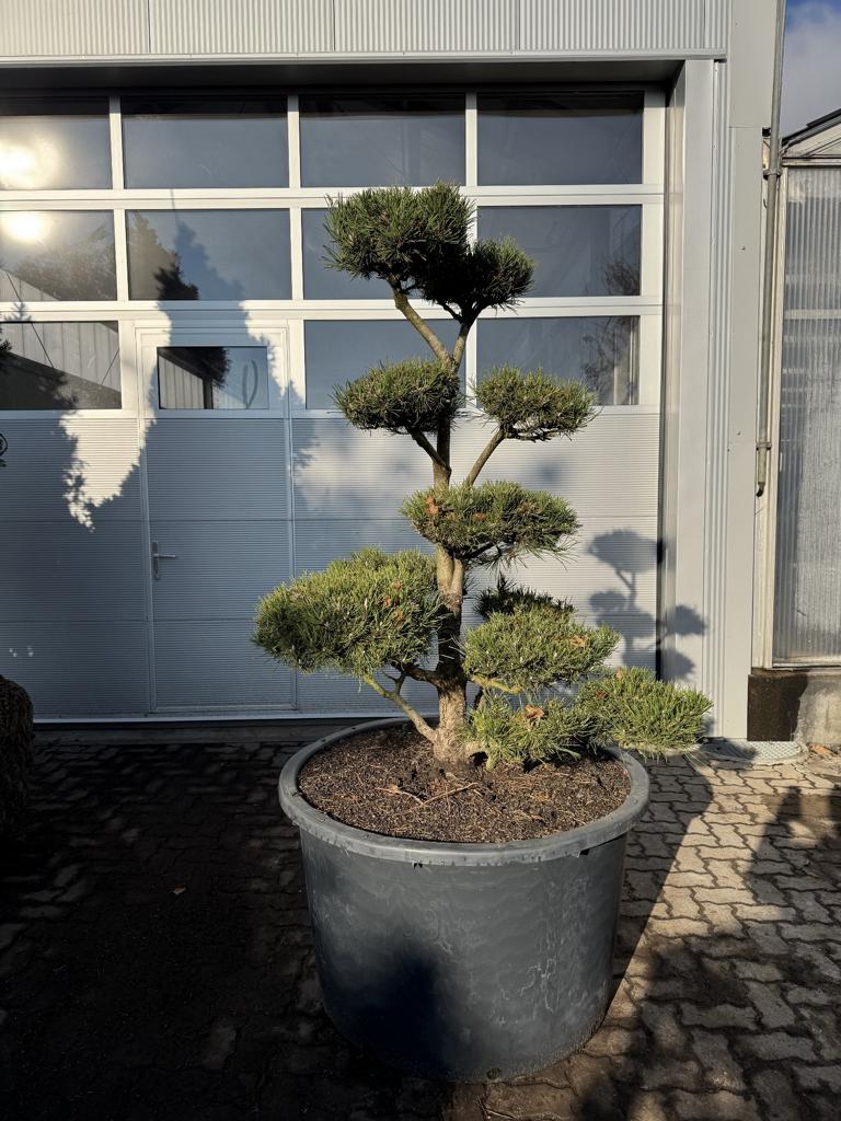 Pinus mugo Bonsaiform Spezial