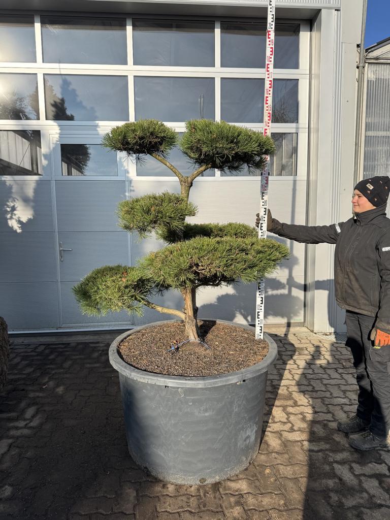 Pinus mugo Bonsaiform Spezial