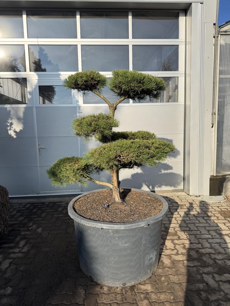 Pinus mugo Bonsaiform Spezial