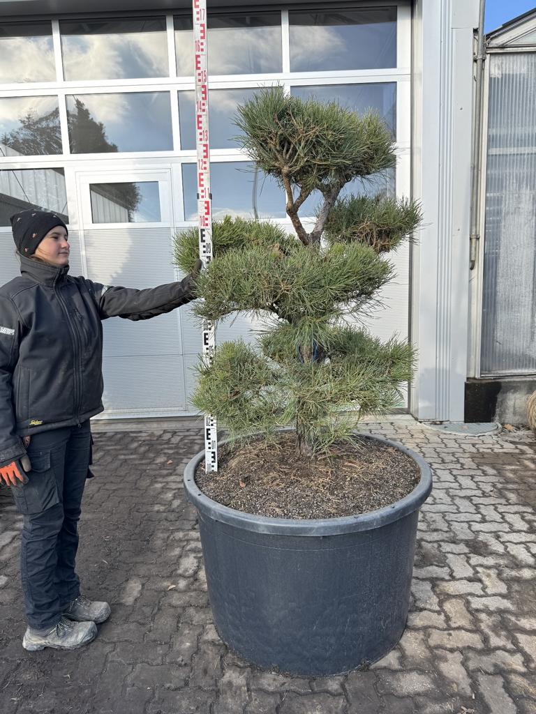 Pinus sylvestris Bonsaiform