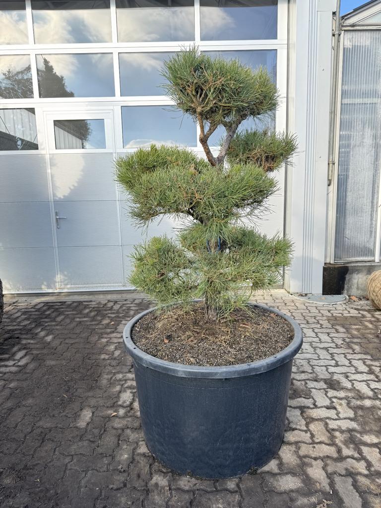 Pinus sylvestris Bonsaiform