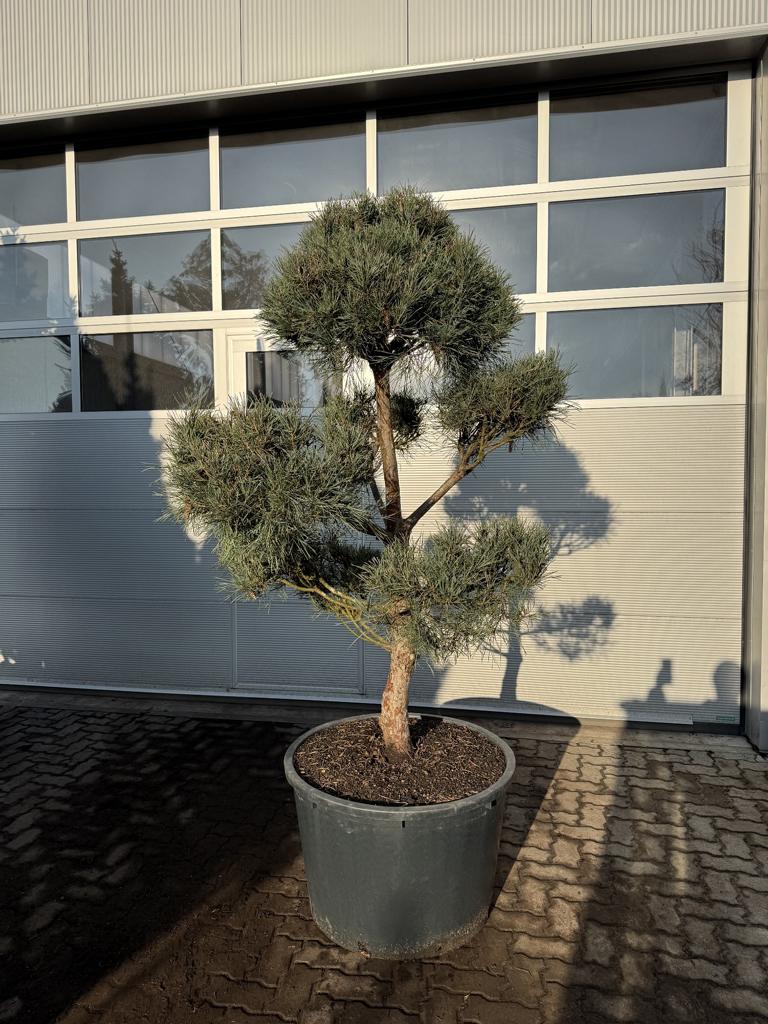 Pinus sylvestris Bonsaiform